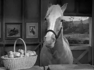 مسلسل Mister Ed الموسم ٣ الحلقة ٢٢