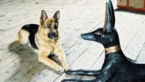 مسلسل Kommissar Rex الموسم ٨ الحلقة ١٣