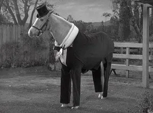 مسلسل Mister Ed الموسم ٣ الحلقة ٢٣