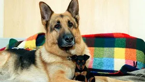 مسلسل Kommissar Rex الموسم ١٠ الحلقة ٣